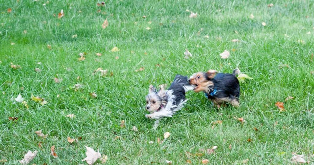 two yorkies chasing each other