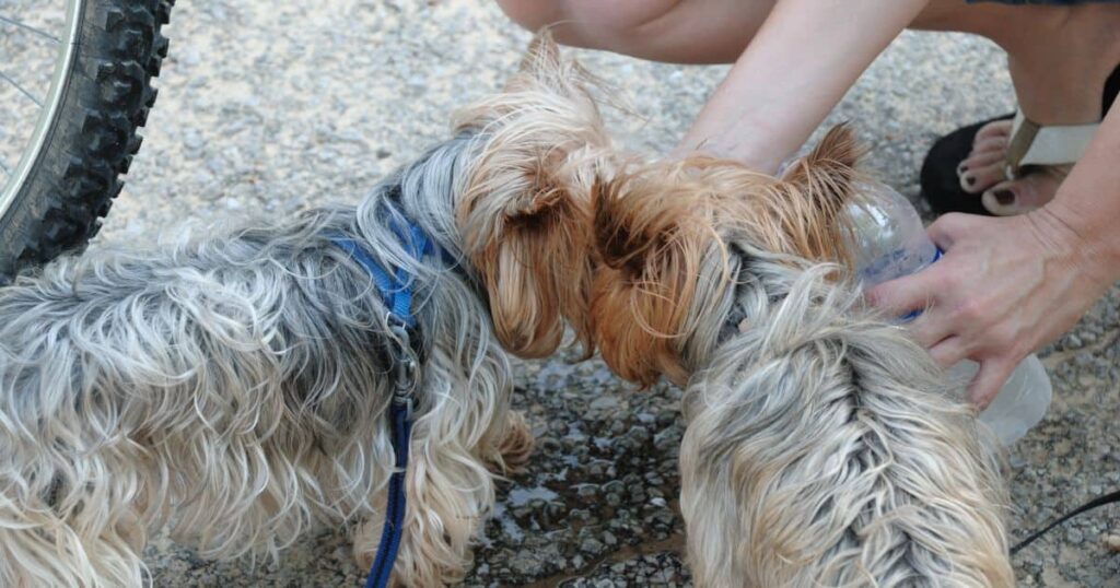 two yorkies drinking water