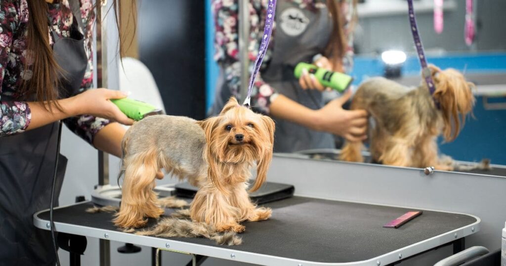 veterinarian trimming a yorkie with a hair clipper