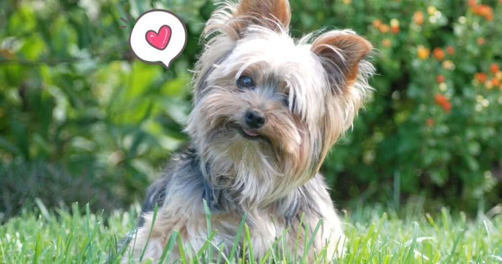 what do yorkies love the most