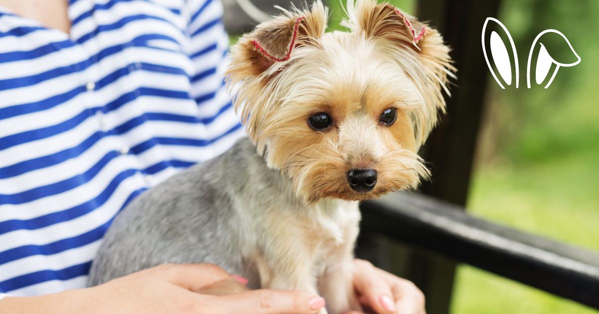 when do yorkies ears stand up