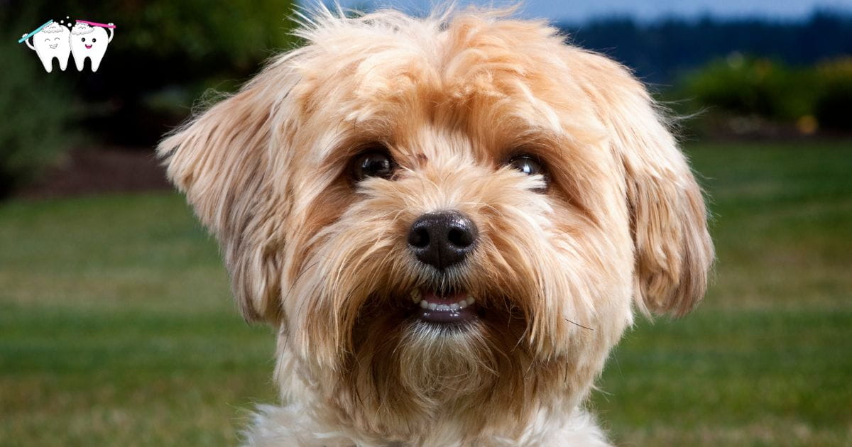 why do yorkies have bad teeth