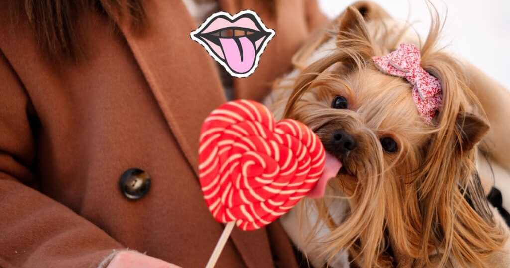 why do yorkies lick so much