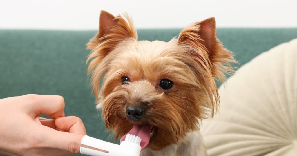 woman brushing yorkies teeth