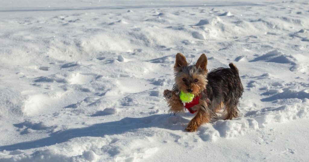 yorkie chewing tennis ball