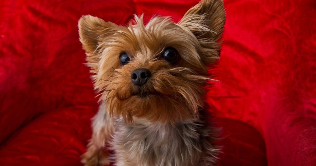 yorkie eye contact