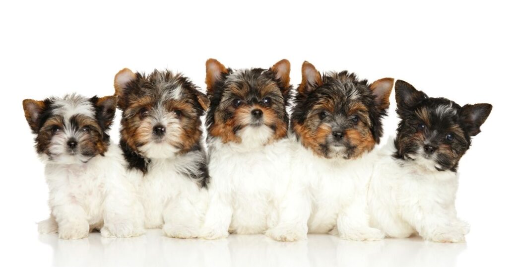 yorkie newborn litters