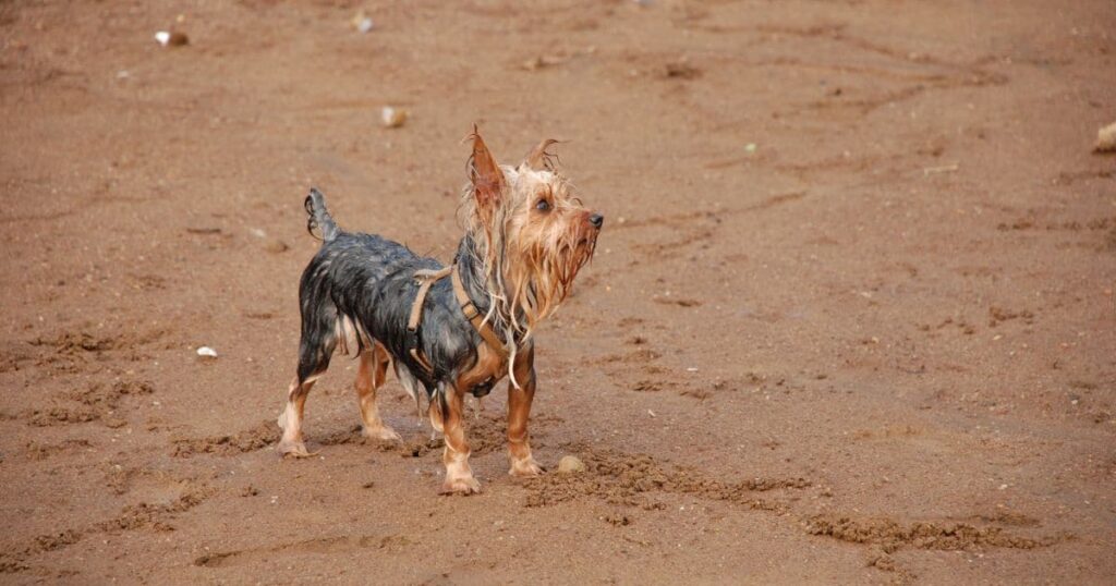 yorkie on muddy adventure