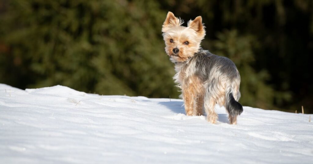 yorkie outing on winter season