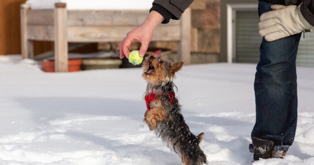 yorkie playing with owner