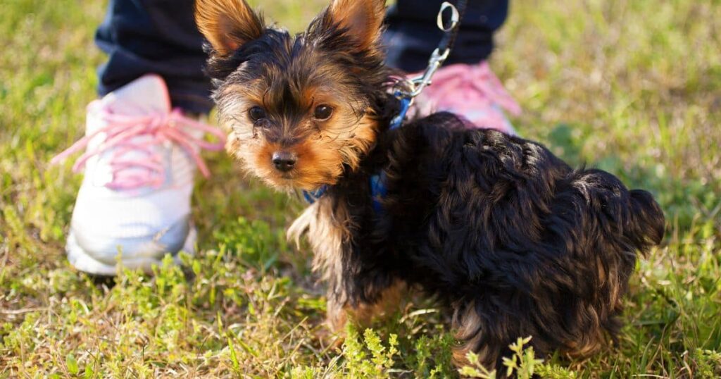 yorkie ready for training session