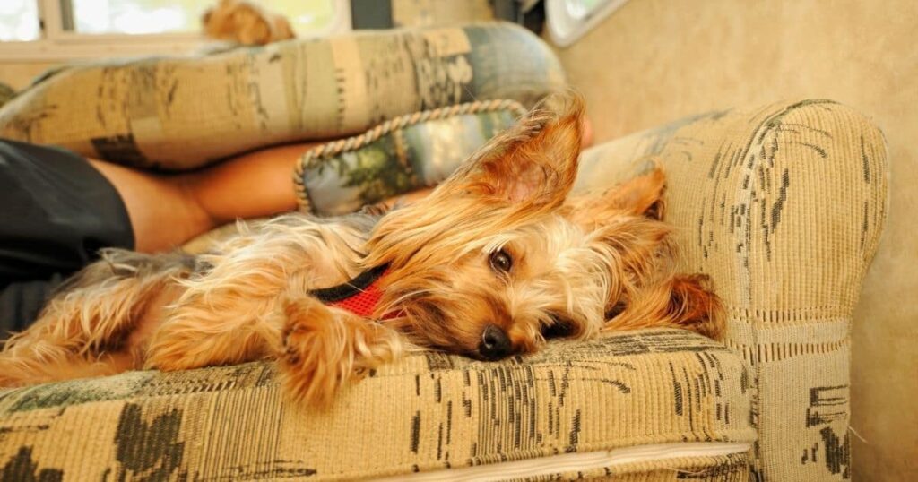 yorkie resting on couch