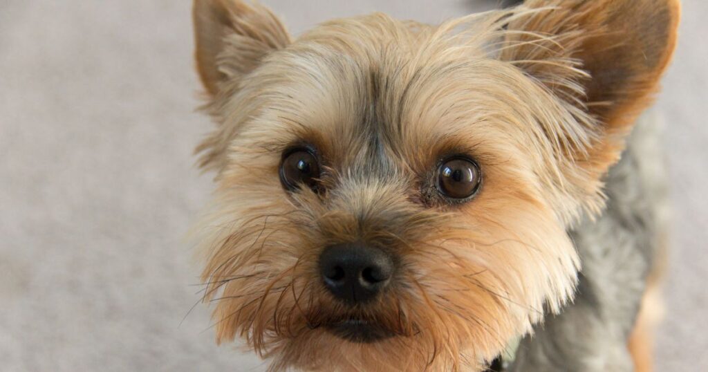 yorkie with complete ear developed