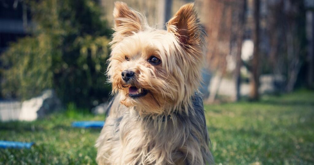 yorkie with cute and bright smile