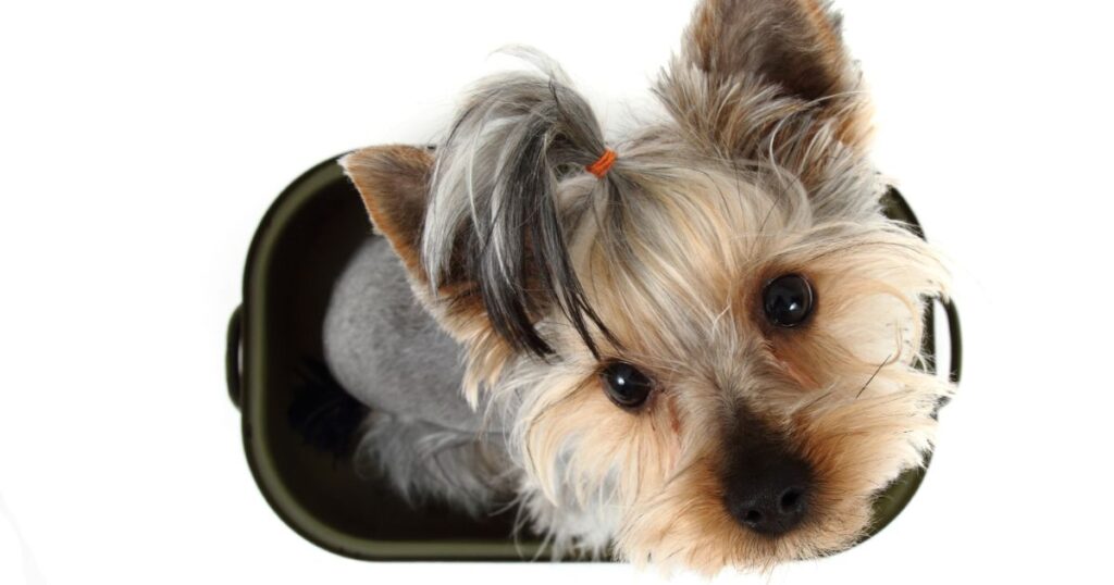 yorkie with healthy ears