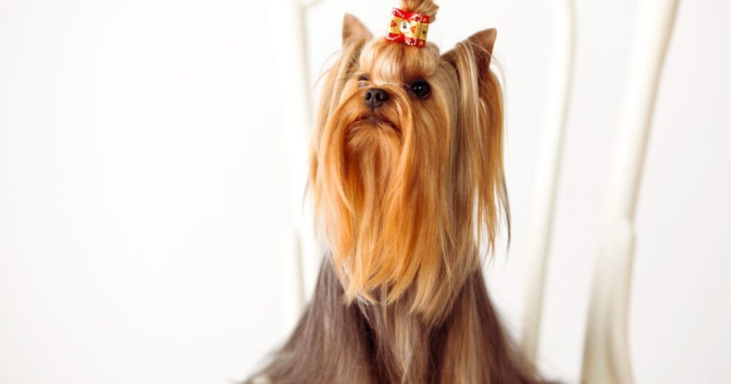 yorkie with long and silky coat