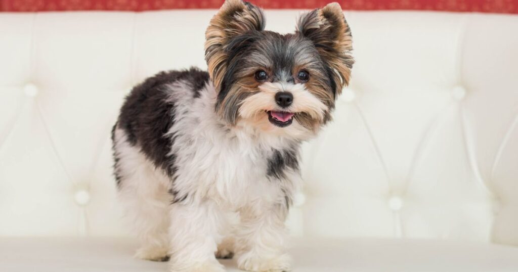 yorkie with pretty and cute smile