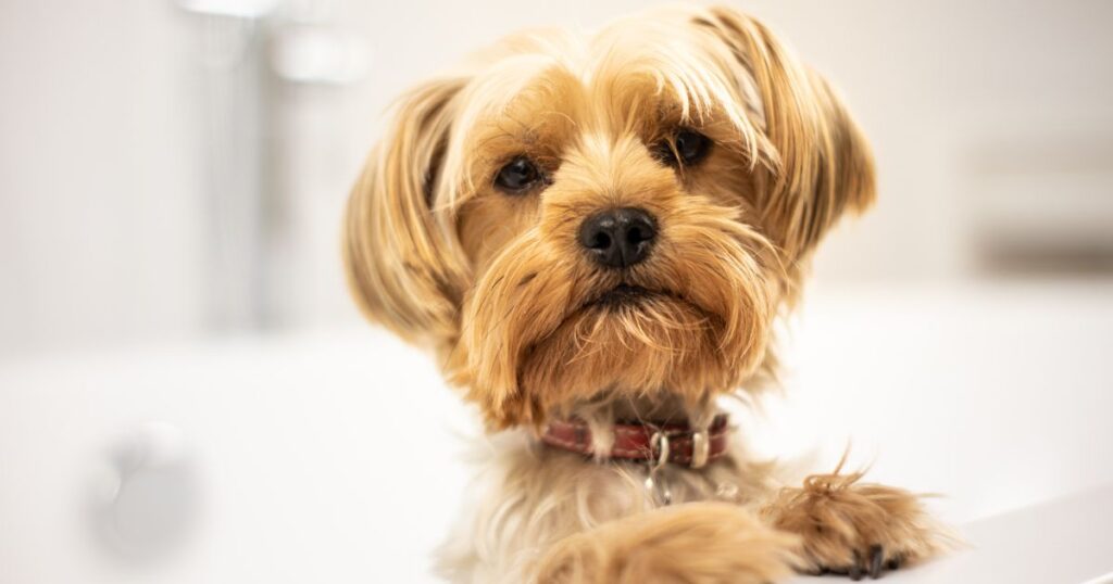 yorkshire terrier in bath