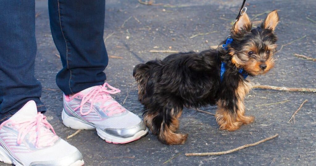 a yorkie on a walk with owner