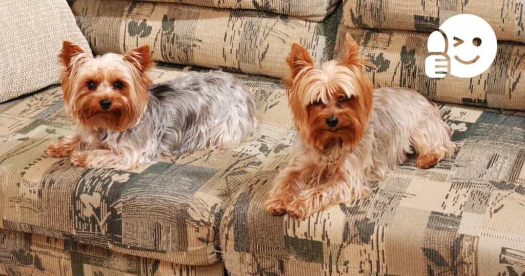 are yorkies good apartment dogs