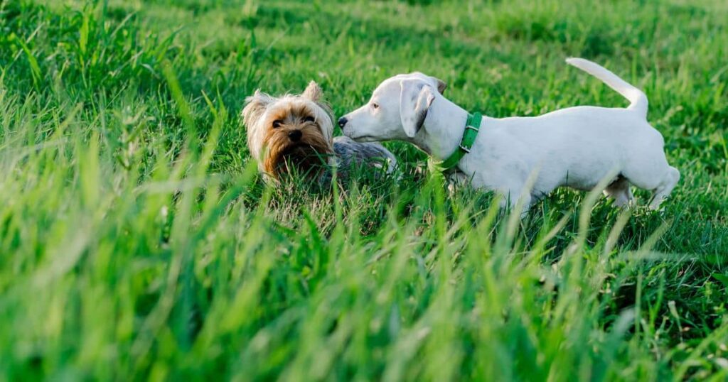 yorkie being friendly with other dog