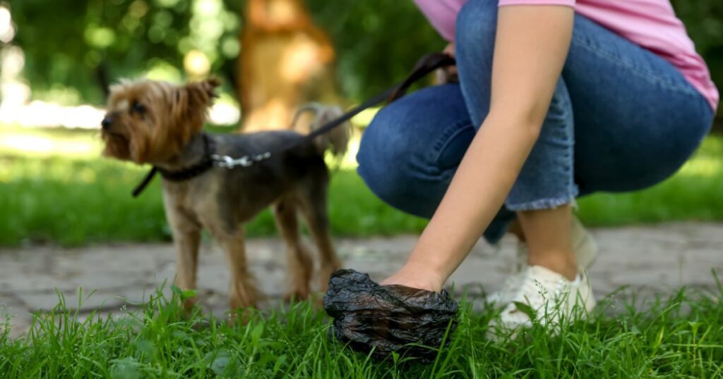 adult yorkie outdoors to poop