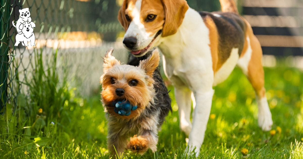 are yorkies good with other dogs