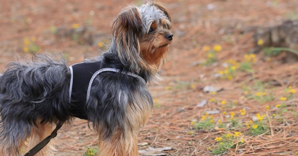 fit yorkie on outdoor walk