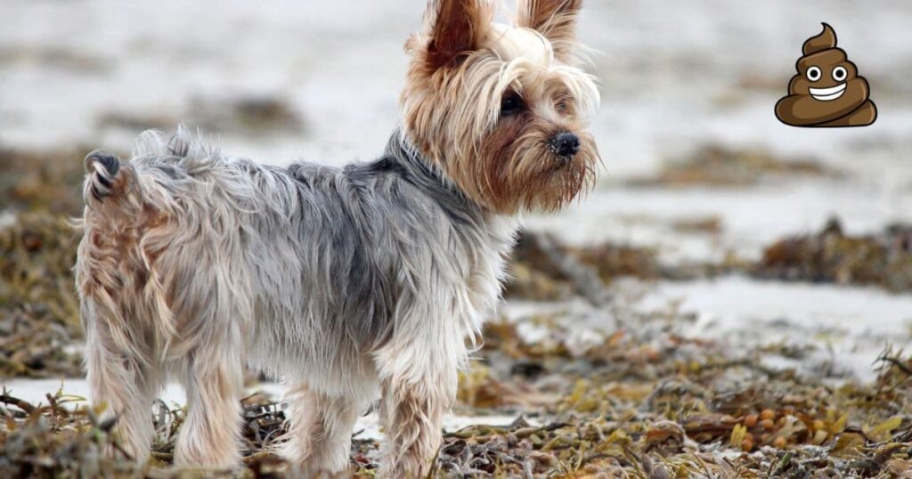 how often do yorkies pee and poop