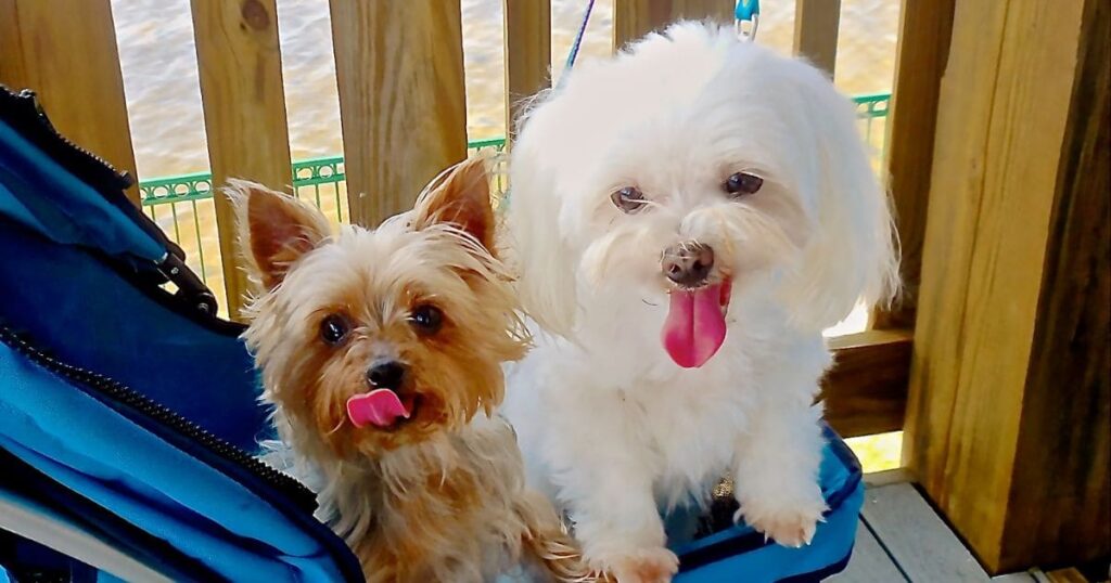 maltese and yorkie in stroller together