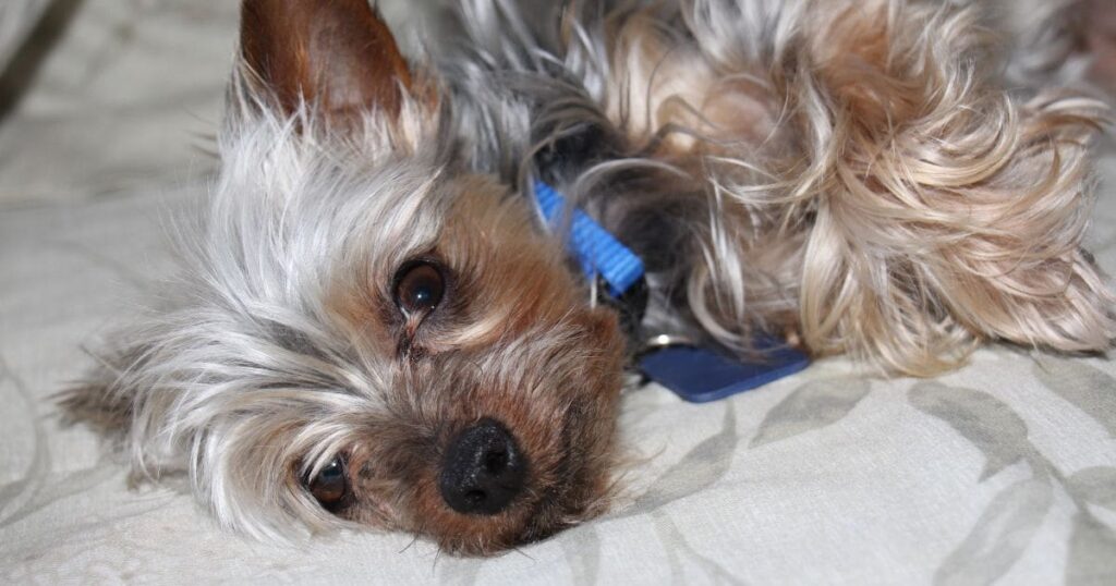 respiratory issues in yorkie