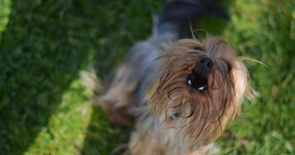 yorkie barking excessively