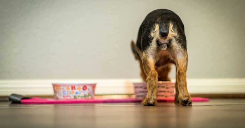 yorkie eating allergy-free food