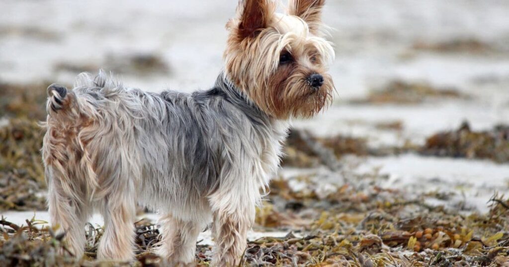 yorkie in dusty environment