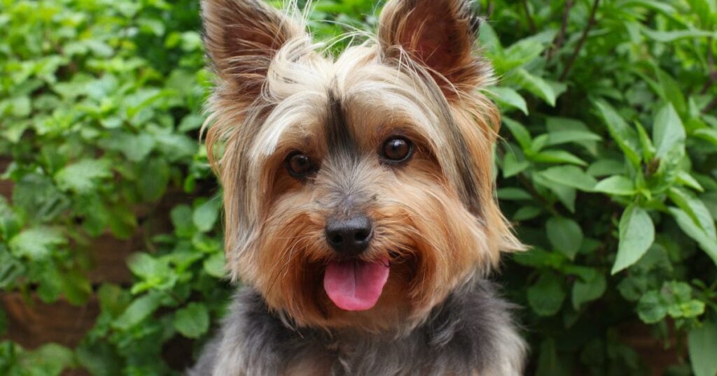 yorkie reverse sneezing with tongue out