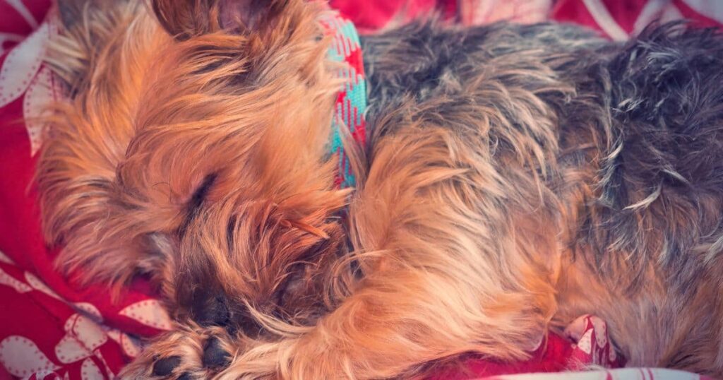 yorkie side sleeping on bed