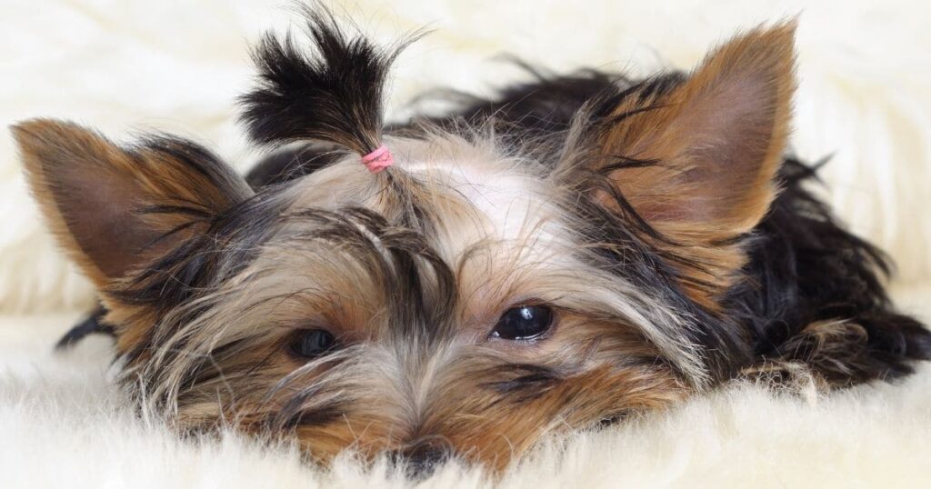 yorkie with brachycephalic traits