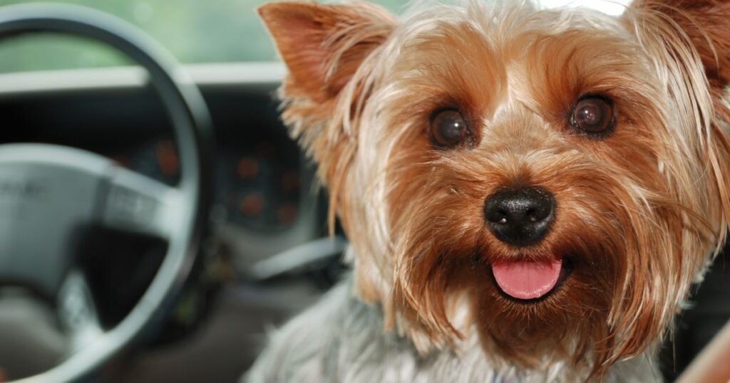 yorkie with lost canine tooth