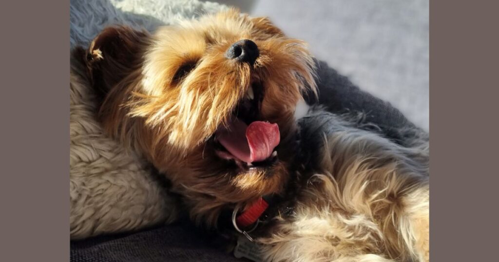 yorkie yawn when sleeping