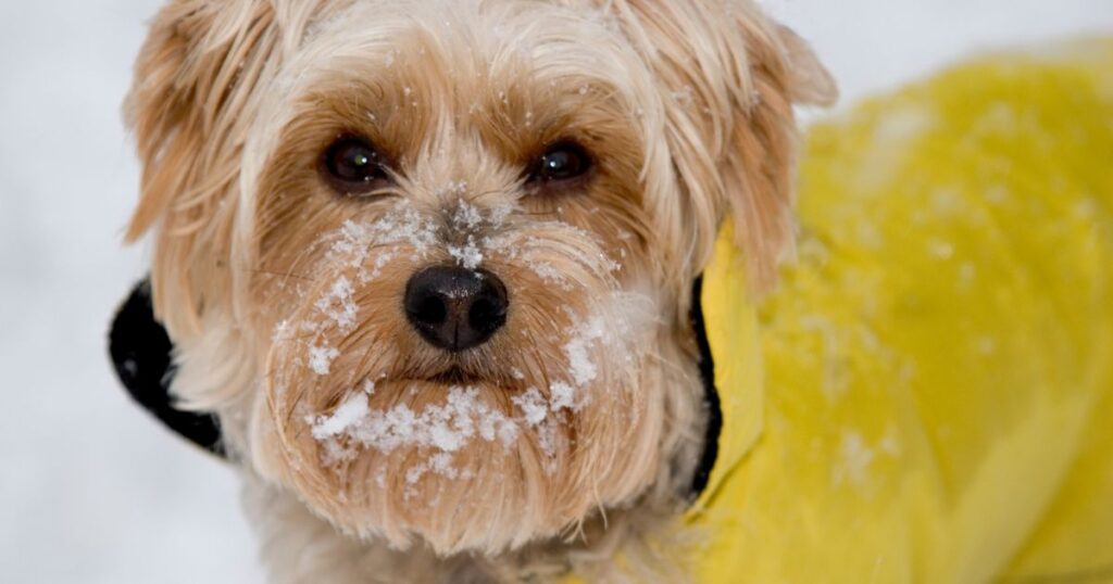 adult yorkie playing in snow