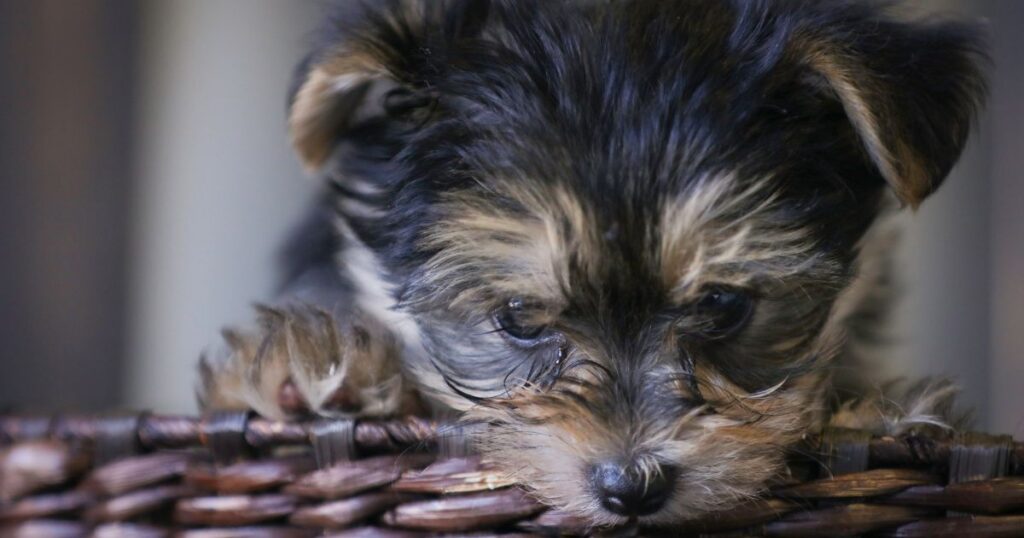 anxious yorkie puppy in basket