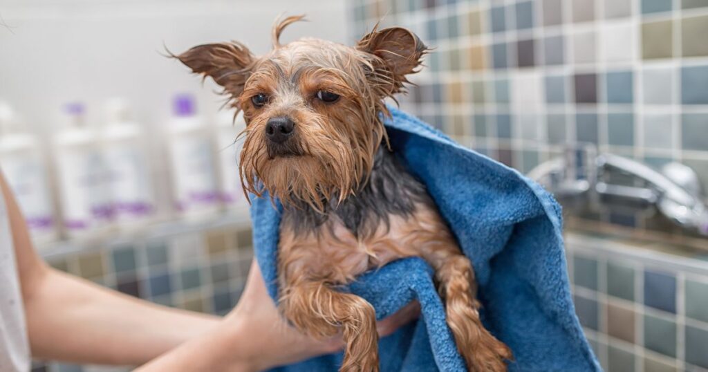 bathing yorkie in pet grooming salon