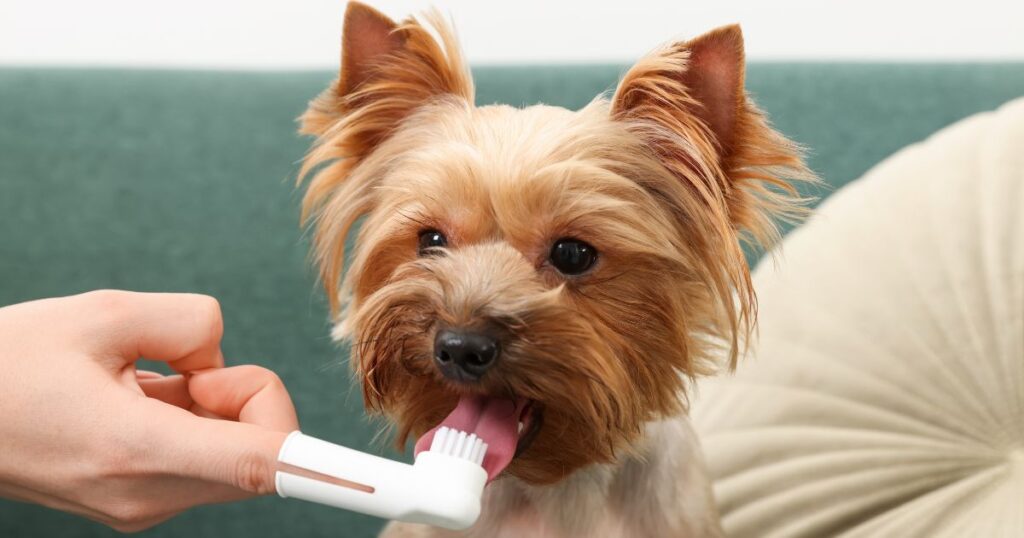 brushing yorkie teeth