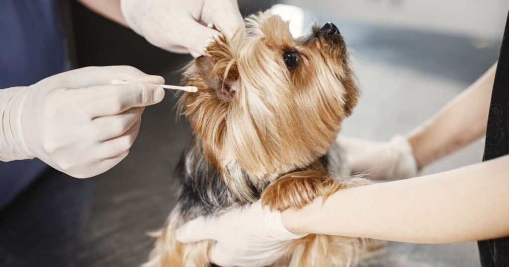 cleaning yorkie ears