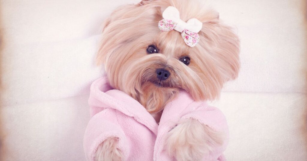 cute pink yorkie looking pretty