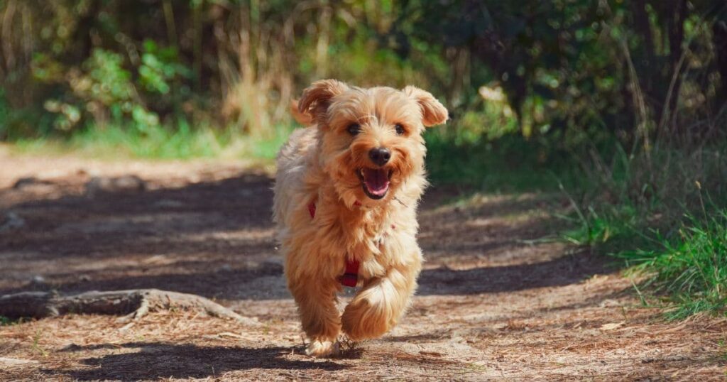 energetic yorkie puppy