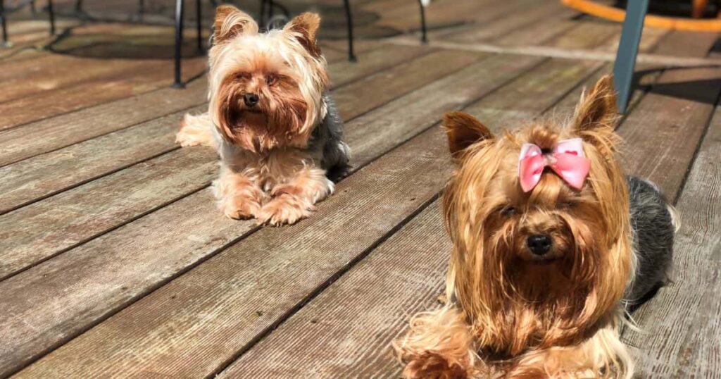 female and male yorkie