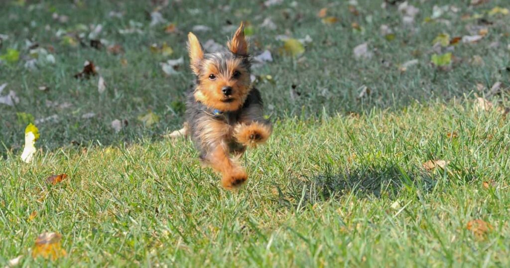 highly energetic yorkie running