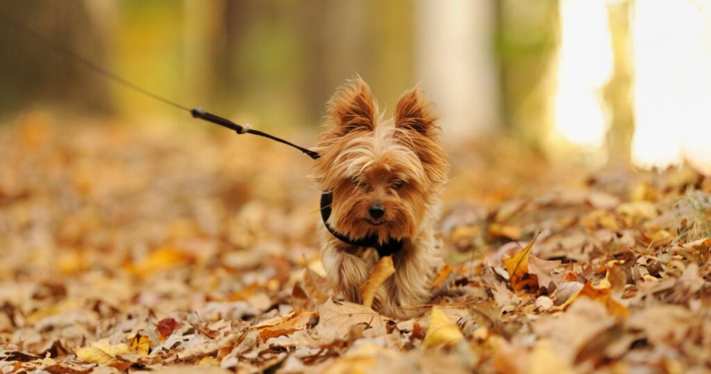 little yorkie on walk outside