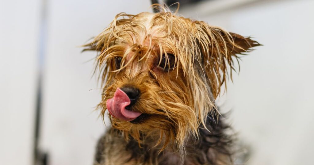 long haired yorkie need haircut